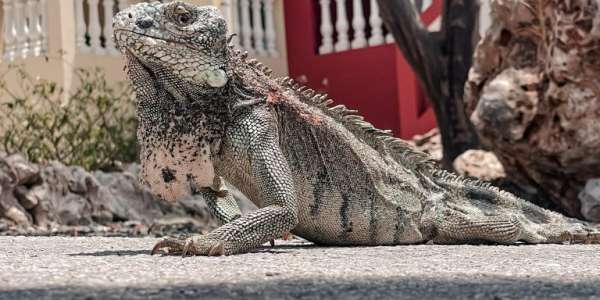 Bon bini Antiliaanse Leguaan!