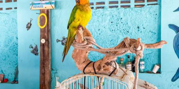 De enige eilandbewoner van klein Curacao!