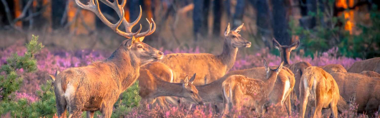 Singlereis de Veluwe